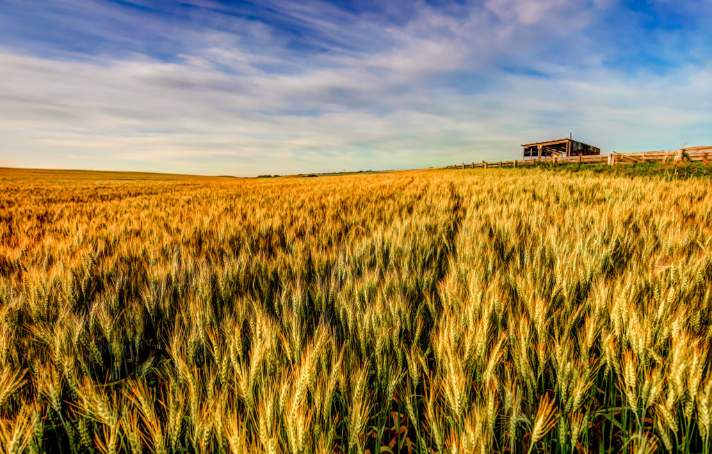 Rural countryside outside of Calgary Alberta in the early morning